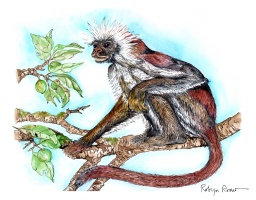 Red Colobus Monkey