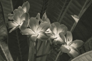 frangipani #1