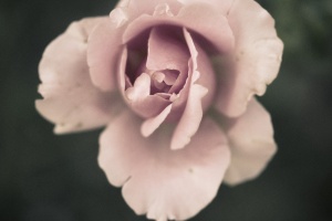 rose close-up