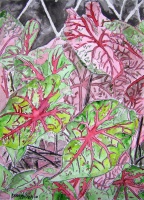 Today's Art Print: Caladiums tropical plant painting'