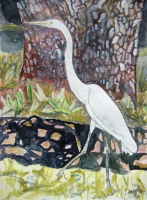 herron bird