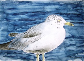 sea gull