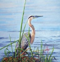 Blue Heron