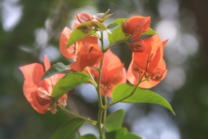 Bougainvillea Flowers