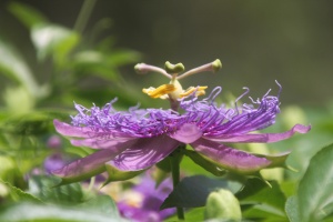 Purple Passion Flower