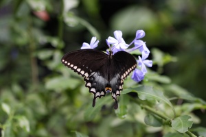 Black Butterfly