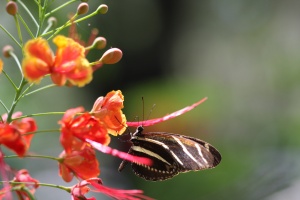 Butterfly and Poinciana