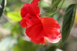 Double Red Hibiscus Flower