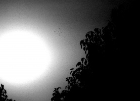 Black and White Sun