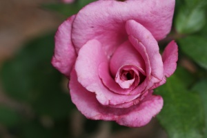 Plum Rose