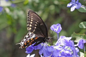 Black Butterfly