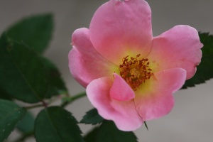 Knockout rose