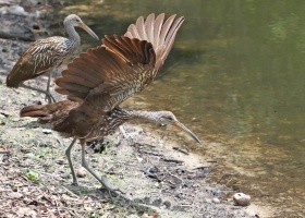 Limpkin Ready for Takeoff