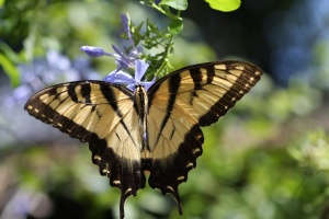 Yellow Butterfly