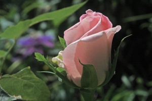 Bride\'s Dream Rose in Garden