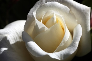 White Cut Rose