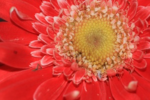 Orange Gerbera Daisy