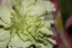 Green Carnation