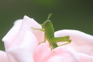 Baby grasshopper on rise