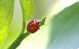 Ladybug