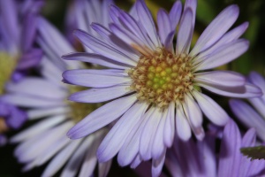 Purple Daisies