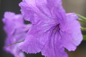 Purple Showers Blooms