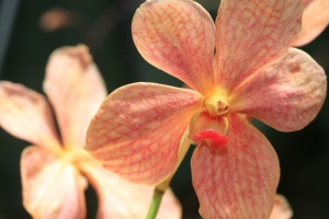 Orange Orchids