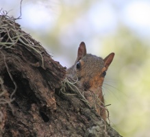 Peekaboo