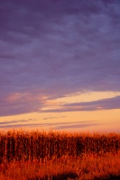 Tall Corn Evening Sky