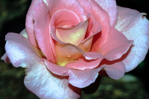 Pink Rose