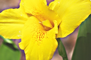 Canna Lily