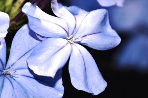 Blue Plumbago