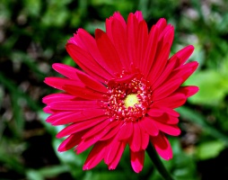 Red Gerbera Daisy