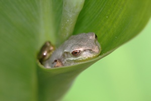 Frogs in Leaves