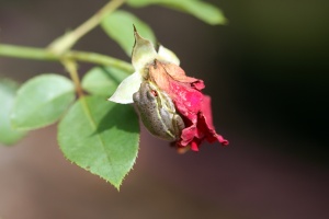 Frog on Don Juan rose