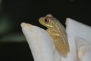 Tree Frog on Rose