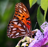 Gulf Fritillary Butterfly