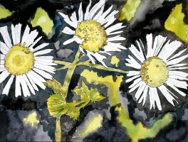 Heath aster flowers