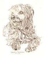 Jake (Yorkie)