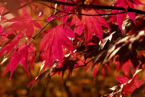 Autumn maple