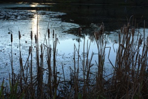 Evening at the Lake