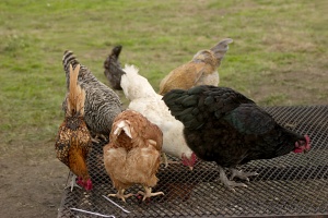 Chicken on the Grill