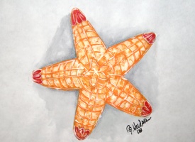 Star Fish