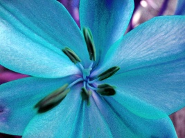 Aqua Lily