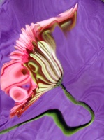 Distorted Gerbera