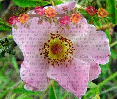 Wild Rose