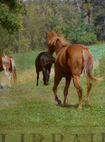 Horse Pasture