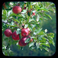 Apples