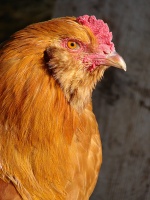 Buff Colored Rooster