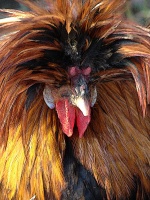 Polish Rooster